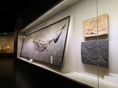 -柳州白莲洞洞穴科学博物馆