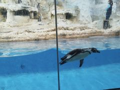 -帝企鹅自助餐厅•儿童岛•真企鹅(长隆企鹅酒店)