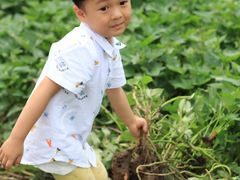 -前小桔亲子创意农场·草莓采摘·露营烧烤