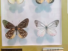 -上海昆虫博物馆