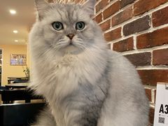 -猫友咖啡店(玉林西路店)