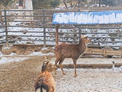 -青藏高原野生动物园