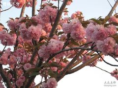 -南汇桃花村
