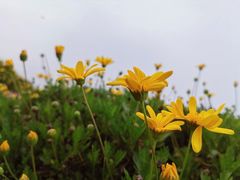 -西京湾花海