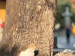 -龙华素斋(龙华路店)