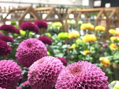 -鹿岛会员店 (龙湖三千集天街店)