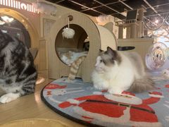 -猫和宫(六道口店)