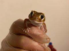 -酷以爬仙阁实体爬宠店·守宫·蜥蜴·专业繁育