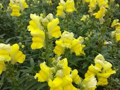 -松山湖梦幻百花洲
