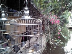 -小洲村
