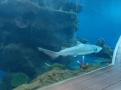 -石家庄海洋公园