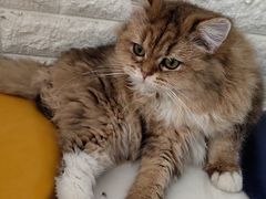 -平行世界·猫咖(首经贸店)