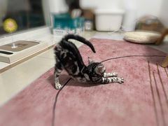 -猫大福·Fortune Cat猫舍(百子湾店)