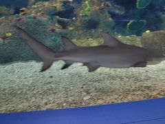 -沙沙哗啦海洋馆(华宇百花谷店)