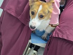 -纳吉亚猫专科动物诊疗中心(蒋宅口分院)