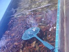 -聚盛源蒸汽海鲜火锅烤肉自助(巨川金海岸购物广场店)