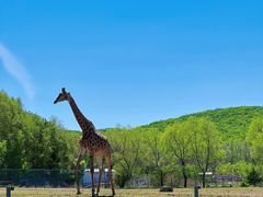 -哈尔滨北方森林动物园