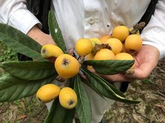 -塘栖枇杷特色园区