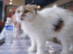 -猫小院猫主题餐厅(南锣旗舰店)