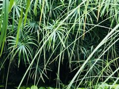 -贵阳市花溪国家城市湿地公园