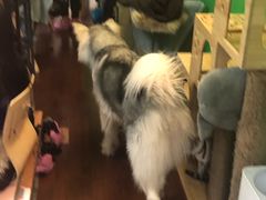 -李小姐の猫咖啡馆(五角场店)