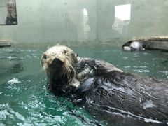 -西雅图水族馆