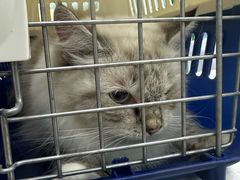 -瑞派动物医院·猫专科·至诚(江南中分院)