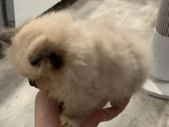 -楼上猫咖(罗湖店)