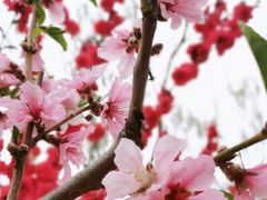 -大兴滨河森林公园