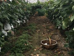 -马陆小张葡萄园农家乐