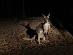 -清迈夜间动物园