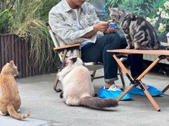 -有猫主题·治愈系猫咖(曾厝垵店)