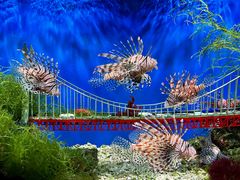 -太平洋海底世界