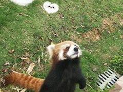 -灵玲国际马戏城