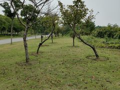 -贡湖湾湿地公园