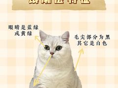 -lincat·猫舍(广州店)