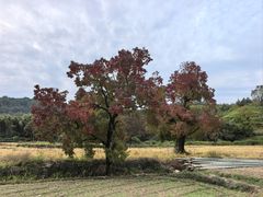 -塔川景区