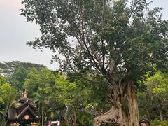 -西双版纳洲际度假酒店-曼霖轩中餐厅