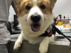 -爱侣宠医·鹦鹉专科·小型哺乳类·异宠专科(灵石路店)