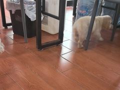 -千城康桥宠物医院·猫科·骨科·心脏
