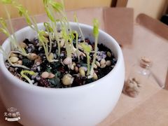 种的种子发芽啦-饵块食光·云南有机手作饵块
