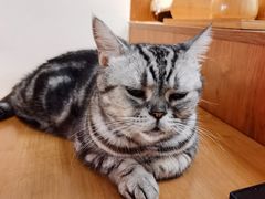 -有猫主题·治愈系猫咖(曾厝垵店)