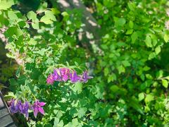 -白草畔自然风景区