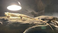 -Zoolung Zoolung动物主题公园(海信广场店)