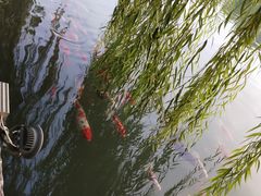 -齐汇维景大酒店游泳馆(山东政协大厦齐汇维景)