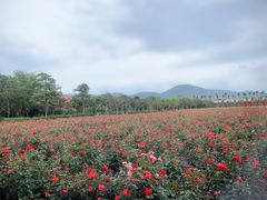 -亚龙湾国际玫瑰谷