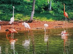 -北京野生动物园