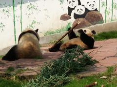 -中国大熊猫保护研究中心雅安碧峰峡基地