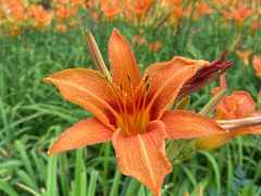 -黑龙江省森林植物园
