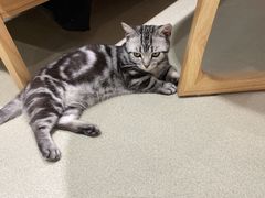 -藏猫猫咖啡主题馆(中央大道店)